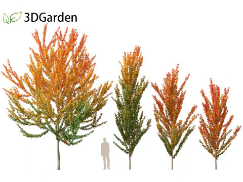 Acer x freemanii Scarsen SCARLET SENTINEL - Freeman maple 3D Model
