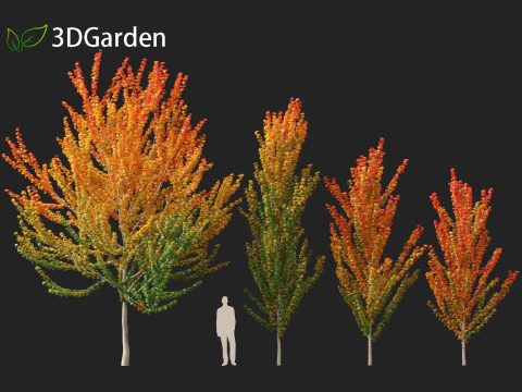 Acer x freemanii Scarsen SCARLET SENTINEL - Freeman maple 3D Model