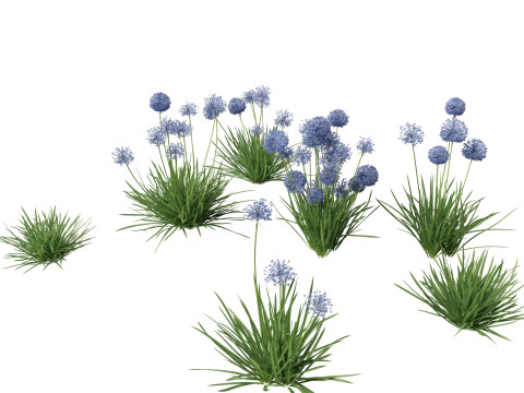 Allium caeruleum - Blue globe onion 3D-Modell
