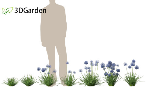 Allium caeruleum - Blue globe onion 3D 模型