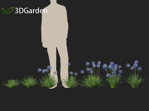 Allium caeruleum - Blue globe onion 3D 模型