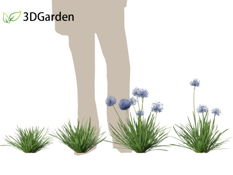 Allium caeruleum - Blue globe onion 3D 模型