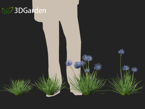 Allium caeruleum - Blue globe onion 3D 模型