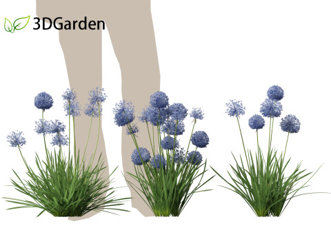Allium caeruleum - Blue globe onion 3D 模型