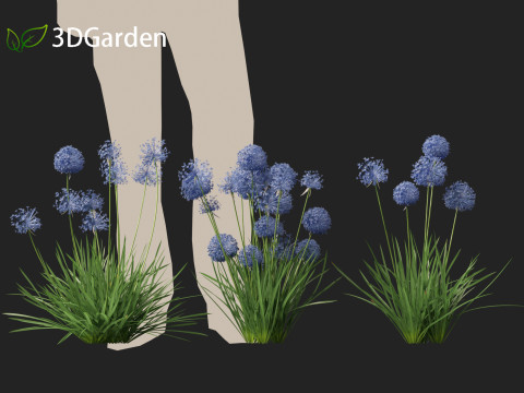 Allium caeruleum - Blue globe onion 3D 模型