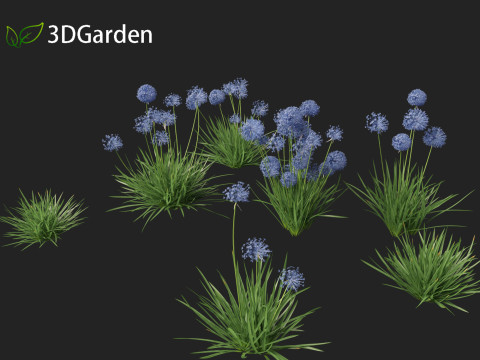 Allium caeruleum - Blue globe onion 3D 模型