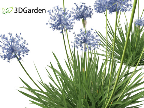 Allium caeruleum - Blue globe onion 3D 模型