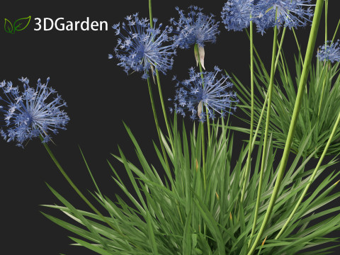 Allium caeruleum - Blue globe onion 3D 模型