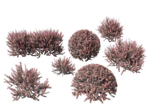 Berberis thunbergii - Japanese barberry 3D Model