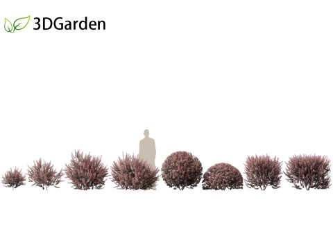 Berberis thunbergii - Japanese barberry 3D Модель