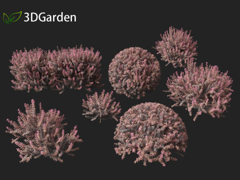Berberis thunbergii - Japanese barberry 3D Модель