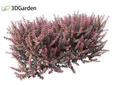 Berberis thunbergii - Japanese barberry 3D Модель