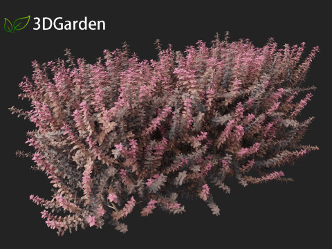 Berberis thunbergii - Japanese barberry 3D Модель