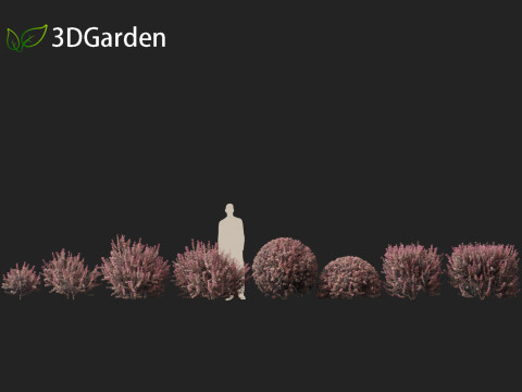 Berberis thunbergii - Japanese barberry 3D Модель
