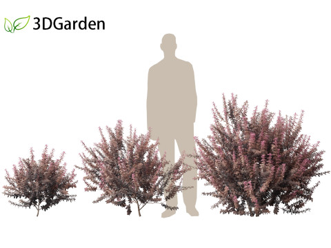 Berberis thunbergii - Japanese barberry 3D Модель