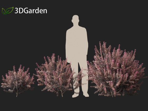 Berberis thunbergii - Japanese barberry 3D Модель