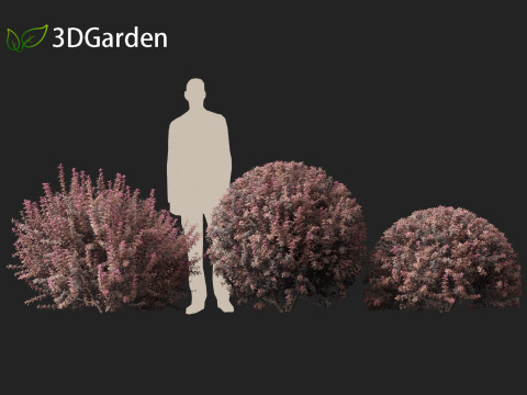 Berberis thunbergii - Japanese barberry 3D Модель