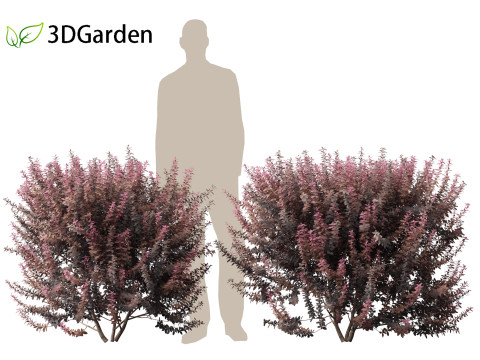Berberis thunbergii - Japanese barberry 3D Модель