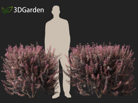 Berberis thunbergii - Japanese barberry 3D Модель