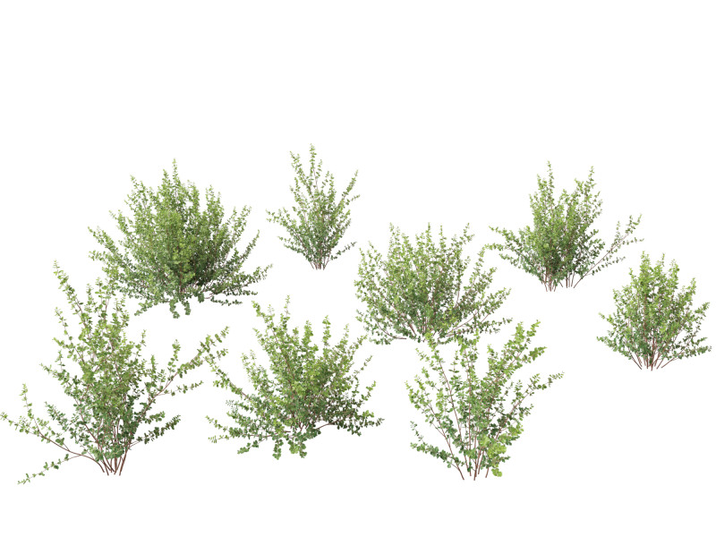 Betula pumila - Dwarf Birch 3Dモデル .c4d .max .obj .3ds .fbx .stl .blend 