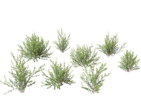 Betula pumila - Dwarf Birch 3D Model