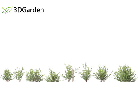 Betula pumila - Dwarf Birch 3Dモデル