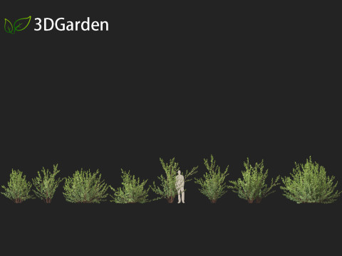 Betula pumila - Dwarf Birch 3Dモデル