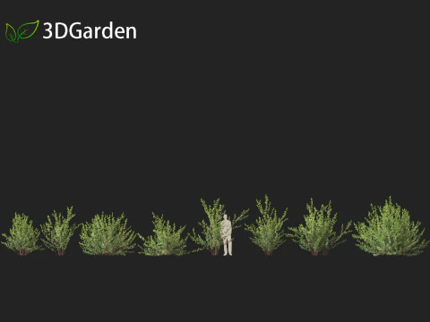 Betula pumila - Betulla nana Modello 3D