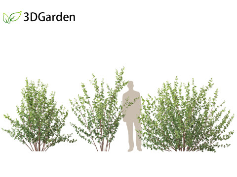 Betula pumila - Dwarf Birch 3Dモデル