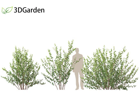 Betula pumila - Betulla nana Modello 3D