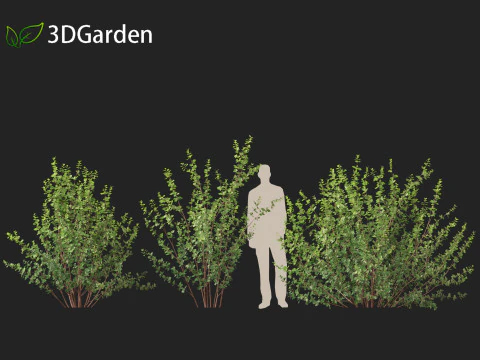 Betula pumila - Betulla nana Modello 3D