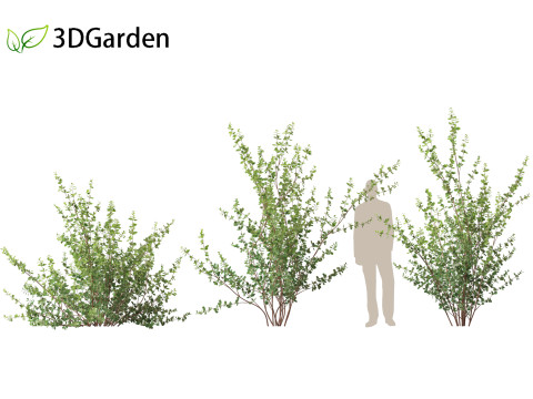 Betula pumila - Dwarf Birch 3Dモデル