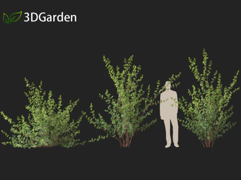 Betula pumila - Betulla nana Modello 3D