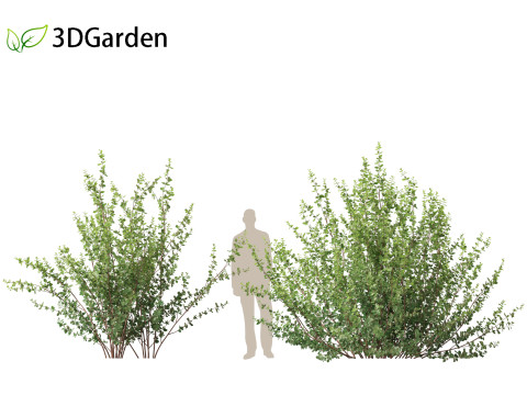 Betula pumila - Dwarf Birch 3Dモデル