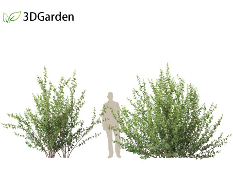 Betula pumila - Betulla nana Modello 3D