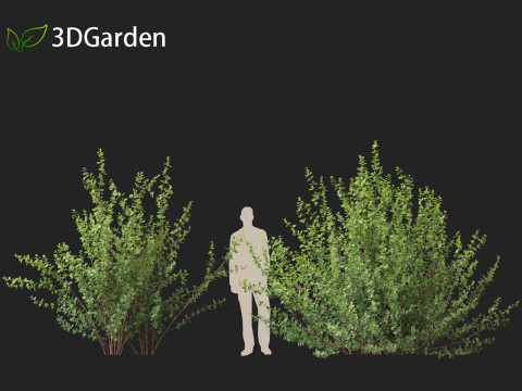 Betula pumila - Dwarf Birch 3Dモデル