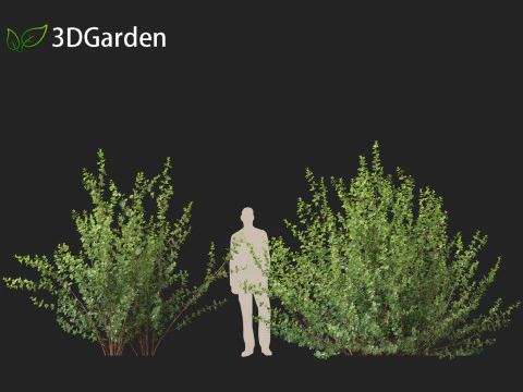Betula pumila - Betulla nana Modello 3D