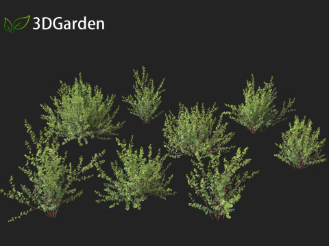 Betula pumila - Dwarf Birch 3Dモデル