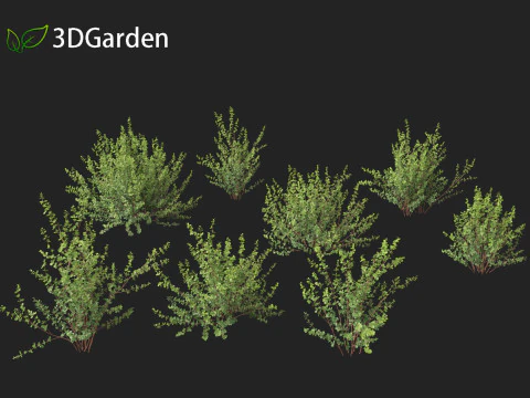 Betula pumila - Betulla nana Modello 3D