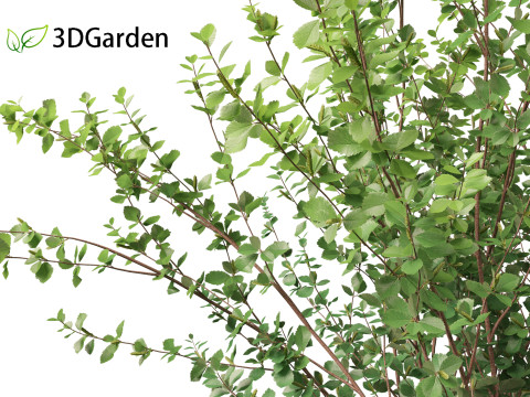 Betula pumila - Dwarf Birch 3Dモデル