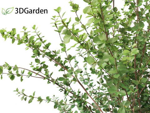 Betula pumila - Betulla nana Modello 3D