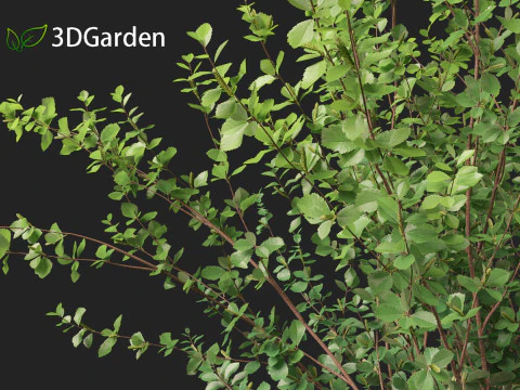 Betula pumila - Betulla nana Modello 3D