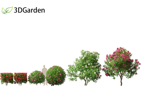 Camellia sasanqua - Sasanqua camellia 3D Model