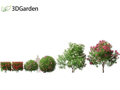 Camelia sasanqua - Camelia sasanqua Modello 3D