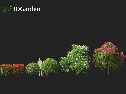 Camellia sasanqua - Sasanqua camellia 3D Model
