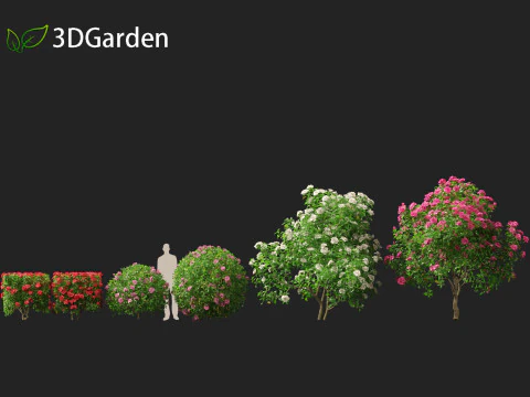 Camelia sasanqua - Camelia sasanqua Modello 3D