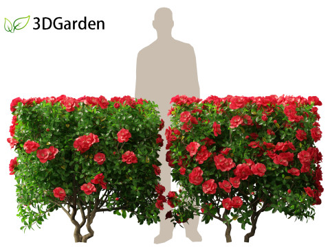 Camellia sasanqua - Sasanqua camellia 3D Model