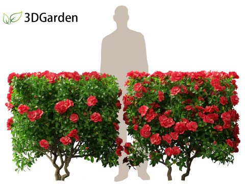 Camelia sasanqua - Camelia sasanqua Modello 3D