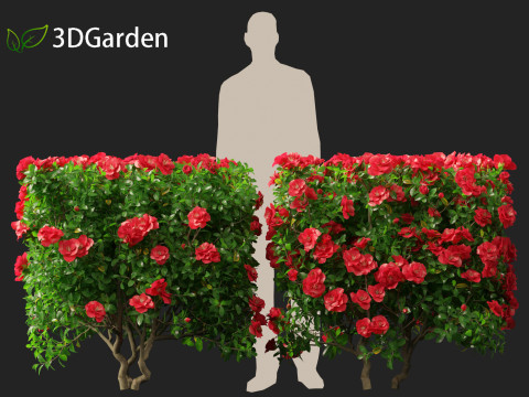 Camellia sasanqua - Sasanqua camellia 3D Model