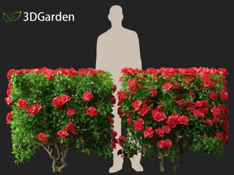 Camelia sasanqua - Camelia sasanqua Modello 3D